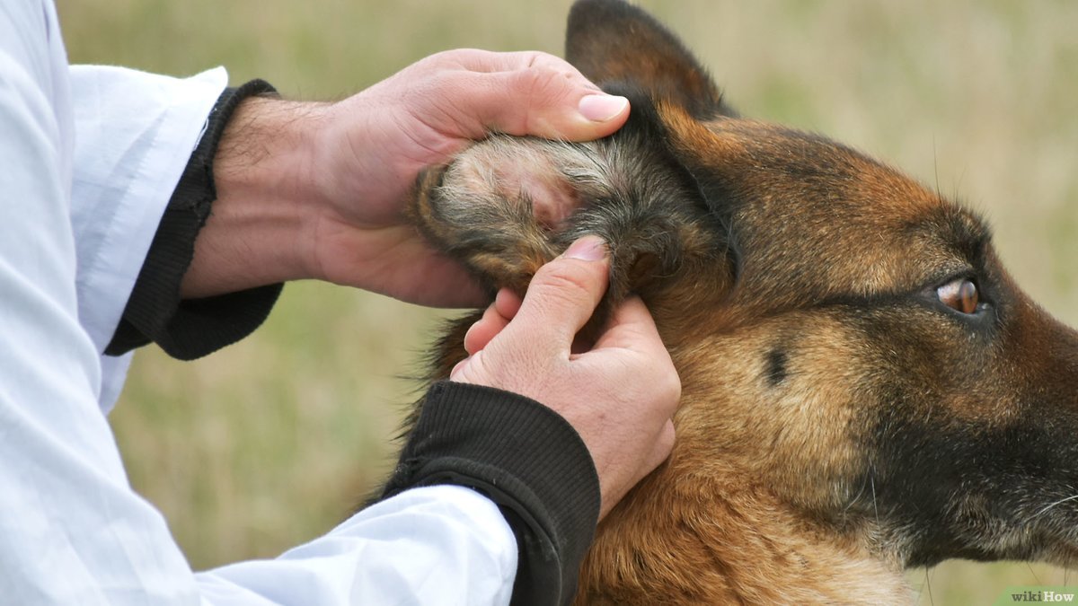 Pinjal Pada Anjing